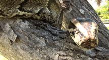 Burmese Python, Hunting, In Tree, Tongue