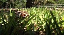 Burmese Python, Hiding In Grass
