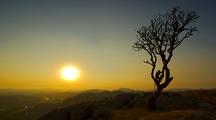 Tracking Motion-Control Shot Of Monkeys In A Tree At Sunset. Shot At The Hanuman Temple In Hampi, India.