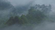 Misty Trees In The Himalayas