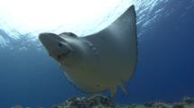 Spotted Eagle-Ray Swims Toward Camera Then Up And Over Camera, Very Close
