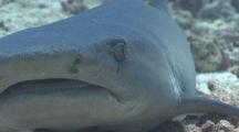 Partial Shot Of White Tip Reef Shark Resting On Sea Bed