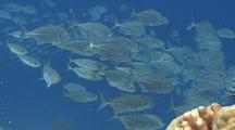 Large School Of Silver Trevally And Scad Scatter And Flee As Predator Hunts Them