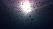 Sunset Through Water Full Of Fish