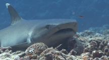 White Tip Reef Shark Resting On Sea Bed