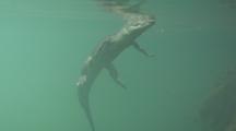 Underwater Shot Of Saltwater Crocodile Swimming At Surface Near Mangrove Roots