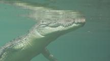 Underwater Shot Of Saltwater Crocodile's Head Resting At Surface