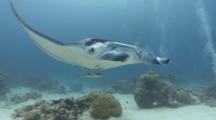 Manta Ray Swims Very Close To Viewer As Scuba Divers Watch From Background