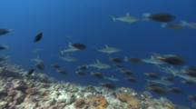Large Pack Of Sharks Hunt Huge School Of Orange-Spine Surgeonfish