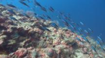 School Of Bright Blue Tropical Fish Race Over Pristine Coral Reef
