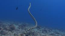 Banded Sea Snake Swimming Over Reef And Up To Surface