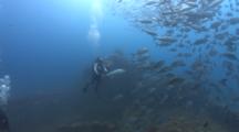 A Scuba Diver Watches A Huge School Of Silver Jacks Swim Over A Japanese World War 2 Shipwreck