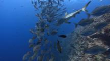A Gray Reef Shark Swims Through A School Of Silver Jacks