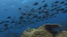 Large School Of Orangespine Surgeonfish Swim Over Coral Reef