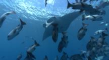 A Manta Ray Is Revealed As It Swims Out From Behind A School Of Fish Swims Past Viewer To Reveal Another 2 Mantas Which Nearly Collide With Each Other