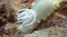 Close Up Of Nudibranch Gills As It Moves Over A Coral, Reacts To One When It's Touched, Withdraws Into Body Then Out Again