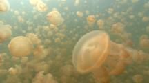 Golden Jellyfish Swarm In Jellyfish Lake