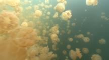 Travel Through Golden Jellyfish Swarm In Jellyfish Lake