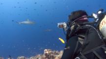 Over The Shoulder View Of Underwater Photographer, Diver Taking Photo Of Free Swimming Shark