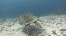 Large Male Hawksbill Turtlew Swims Over Sea Bed And Reveals A Manta Ray Swimming Over Cleaning Station