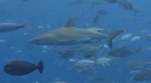 Big Eye Jacks Rub Against Gray Reef Shark To Remove Parasites