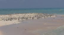 Long Shot Of Large Number Of Sea Birds Resting On Spit Of Sand, Tropical Ocean In Background