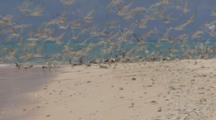 Wide Shot Of Large Number Of Sea Birds Resting On Spit Of Sand, They All Suddenly Take Off. 