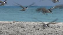 Sea Birds Hover And Fly Over Nests On Tropical Island