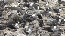 Adult And Juvenile Sea Birds Sit On Nests Made Up Of Rocks And Guano.