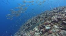 Pov Over Reef With Large School Of Silver Jacks Off Wall And High Diversity Of Fish, Sharks And Corals. Schools Of Fish React To Predators And Follow Up Of Other Predatory Species 