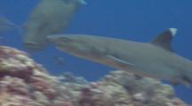 White Tip Reef Shark Swims Up Reef Introducing Hunting Napoleon Wrasse