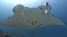 Giant Manta Ray Swimming Over Camera Very Close