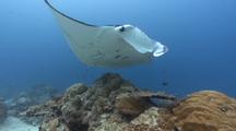 Giant Manta Ray Swimming Over Coral Head And Very Close To Camera