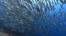 Huge School Of Big Eye Trevally Swimming Over Reef Wall In Strong Current