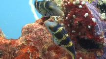 Pair Of Small Crown Tobies On Coral And Sponges