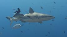 Jacks Swim And Rub Against The Flanks Of A Gray Reef Shark