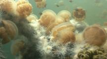Jellyfish Trapped In Anemones Living On Fallen Tree Branch