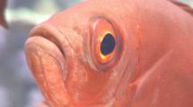 Close Up Shot Of Red Fish Hanging In Current (Part Of Sequence)