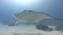 Manta Ray Swims Towards Camera Through Mixing Cold And Warm Water, Scuba Divers In Background. Swims Over Viewer And Away.