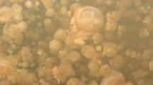 Medium Shot Of Dense Swarm Of Mastigias Jellyfish, Jellyfish Lake