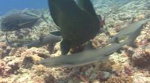 White Tip Reef Sharks, Trevallies And Napolean Wrasse Hunt Over Coral Reef