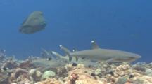 Introduction To Hunting Sequence, Napolan Wrasse And White-Tip Reef Sharks Begin Their Hunt
