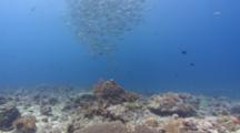 Camera Pans From Coral Reef To Large School Of Big Eye Trevally Swimming Over Reef In Distance