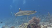 Transition Shot From White-Tip Reef Shark To Barracuda As Camera Pans, Following Shark To Barracuda