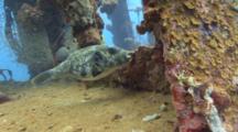 Large Pufferfish Swims Through Japanese Ww2 Wreck 