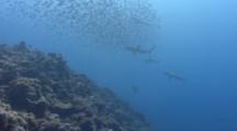 Gray Reef Sharks Hunt Large School Of Orange Spine Surgeonfish Up And Over A Coral Reef