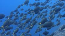 Mediu Shot Of Thousands Of Aggregating Orange Spine Surgeonfish Being Hunted By Sharks
