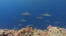Mating Aggregation Of Gray Reef Sharks Swim Out In The Blue Next To Coral Reef
