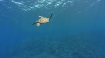 Pan Tilt Down From From Surface To Swimming Green Turtle