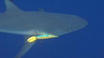 Gray Reef Shark With Large Fishing Lure Swims Past